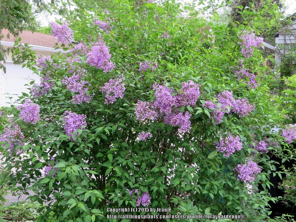 Photo of Manchurian Lilac (Syringa pubescens subsp. patula 'Miss Kim') uploaded by foraygardengirl