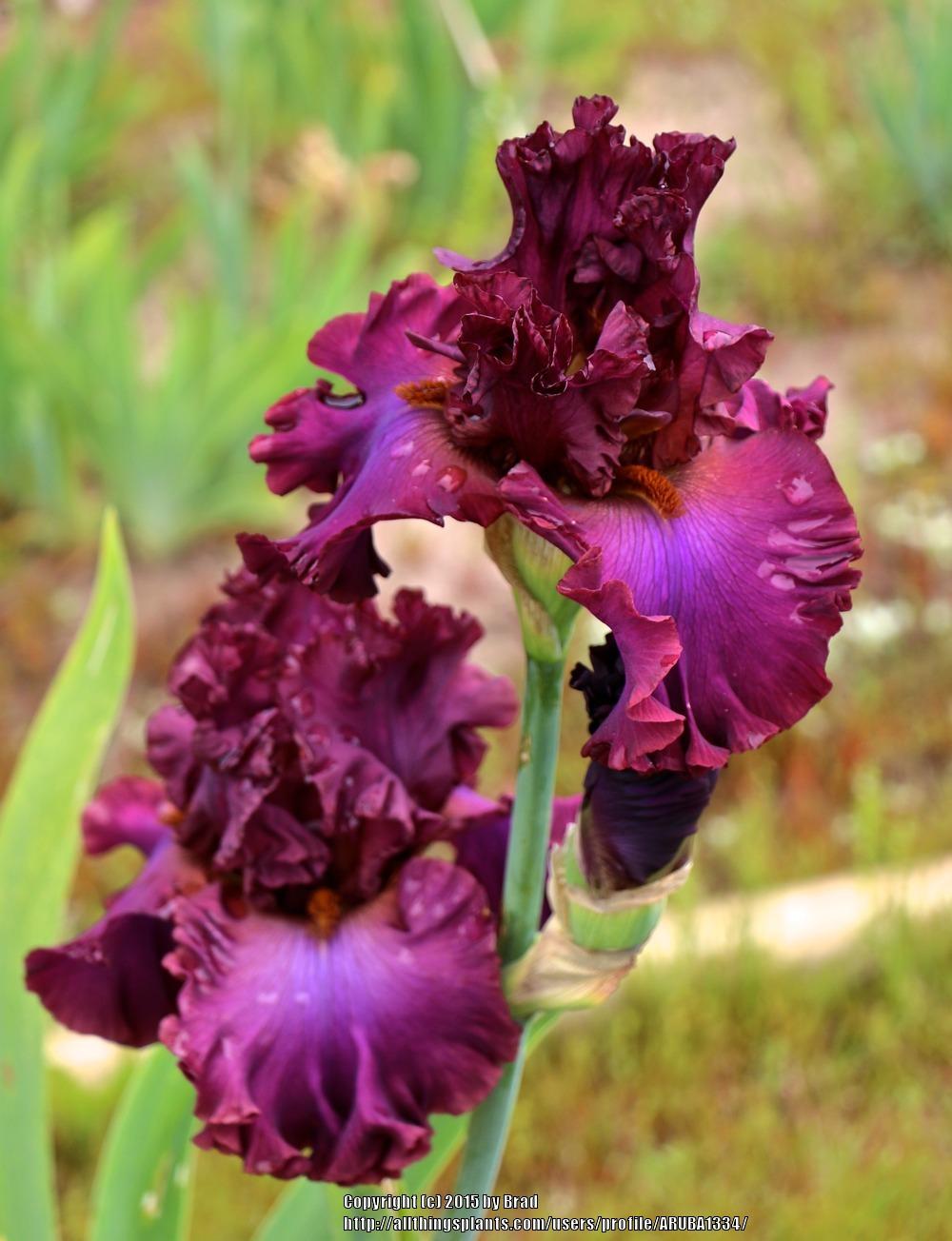 Photo of Tall Bearded Iris (Iris 'Dash of Burgundy') uploaded by ARUBA1334