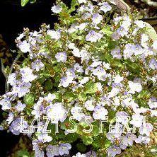 Photo of Speedwell (Veronica 'Whitewater') uploaded by Joy
