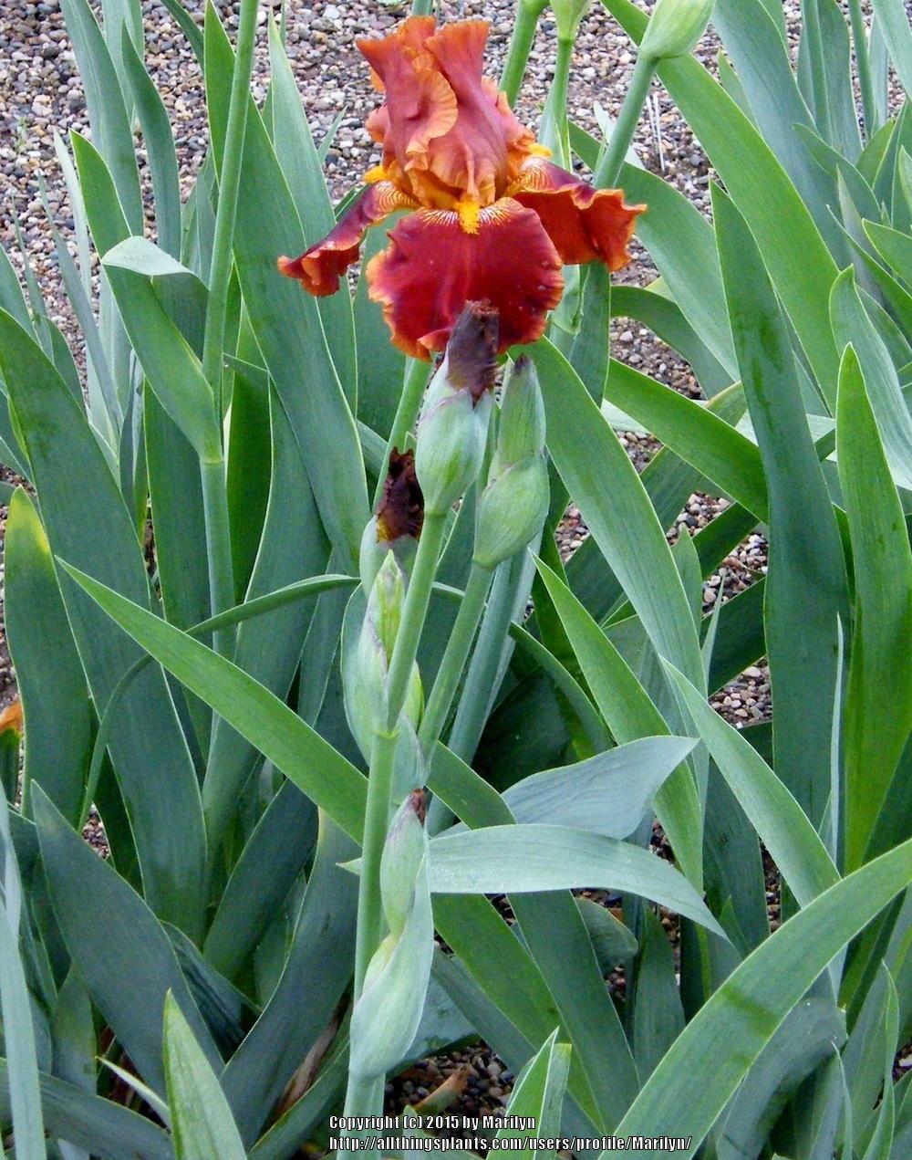 Photo of Tall Bearded Iris (Iris 'Rustler') uploaded by Marilyn