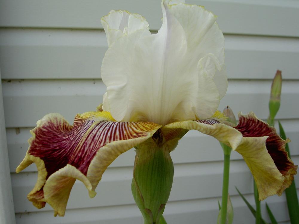 Photo of Tall Bearded Iris (Iris 'Scatterbrain') uploaded by Muddymitts