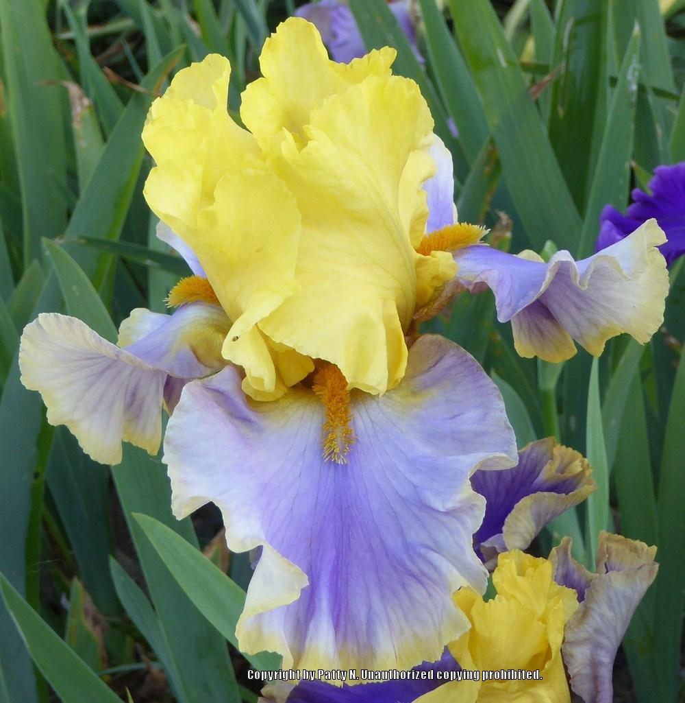 Photo of Tall Bearded Iris (Iris 'Gambling Man') uploaded by Patty