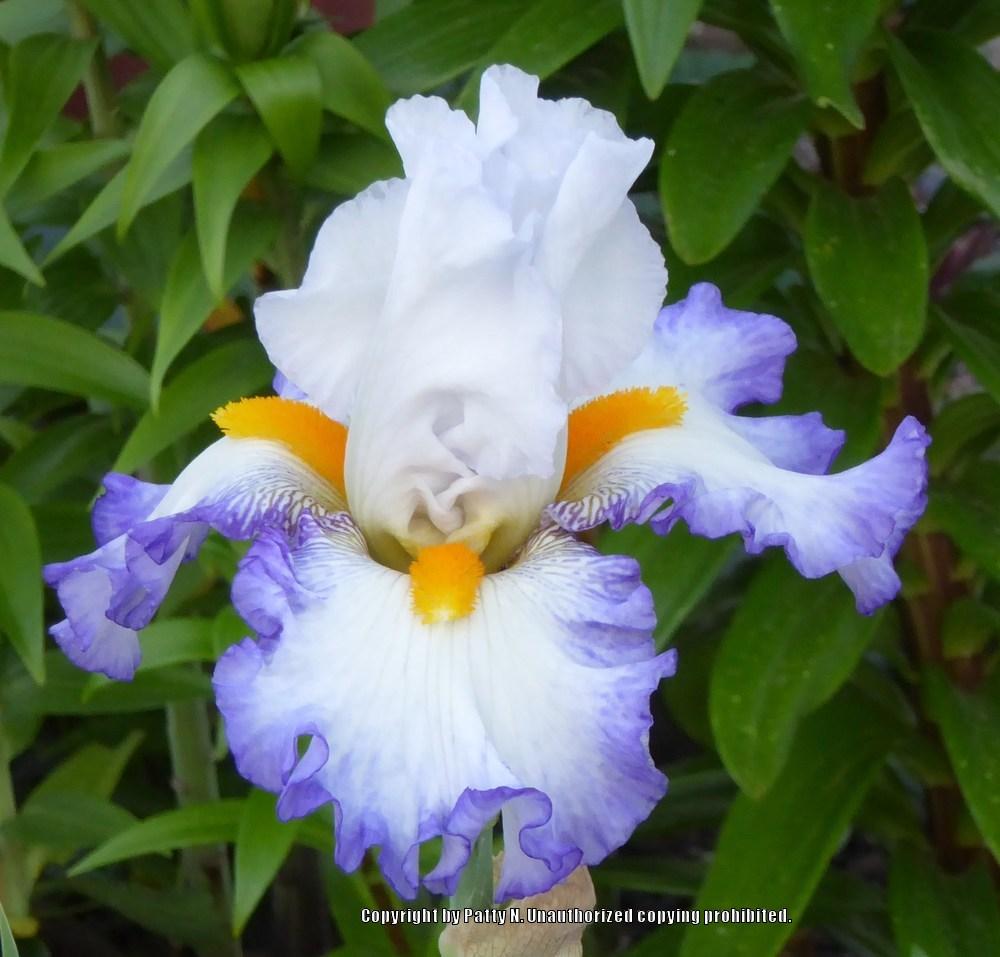 Photo of Tall Bearded Iris (Iris 'Brilliant Idea') uploaded by Patty