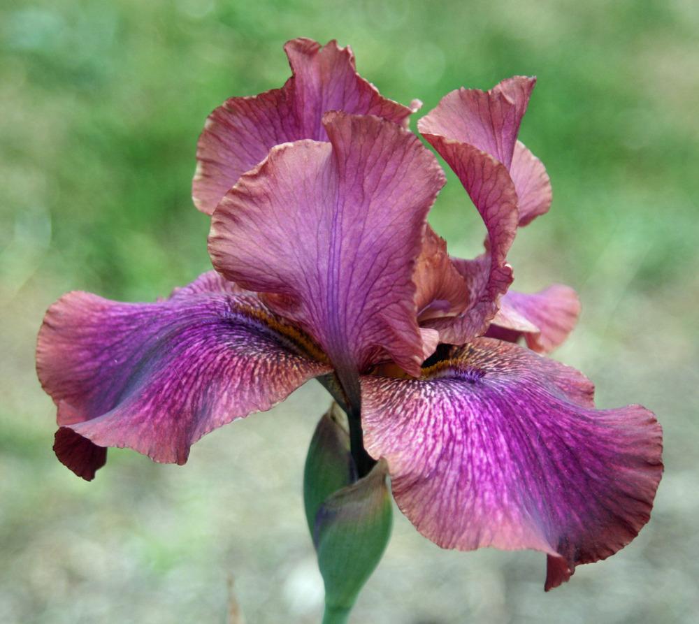 Photo of Arilbred Iris (Iris 'De Nile') uploaded by Snork