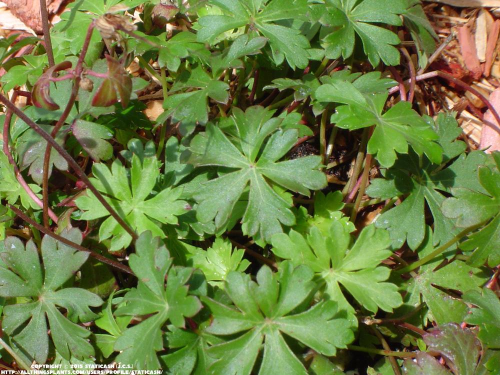 Photo of Geraniums (Geranium) uploaded by StaticAsh