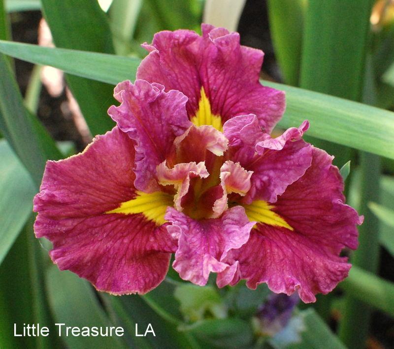 Photo of Louisiana Iris (Iris 'Little Treasure') uploaded by coboro