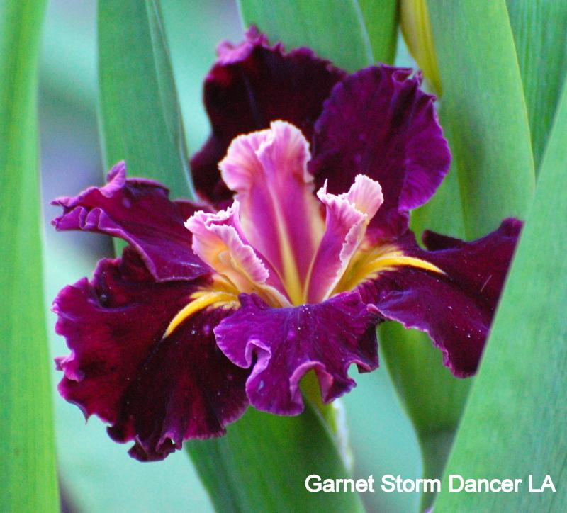 Photo of Louisiana Iris (Iris 'Garnet Storm Dancer') uploaded by coboro
