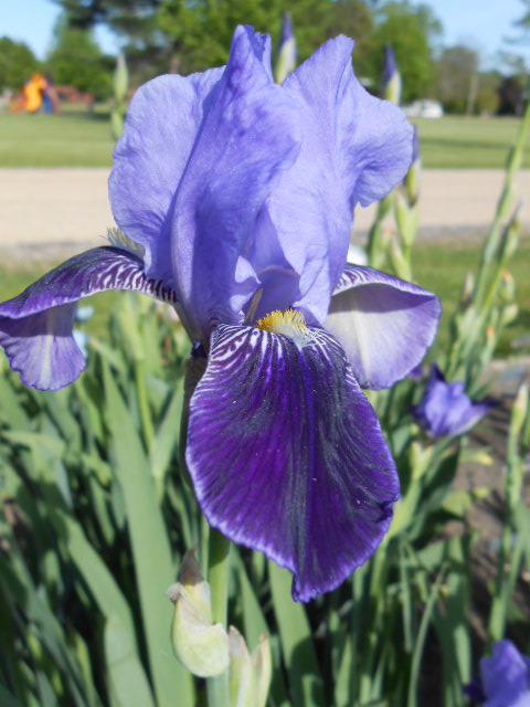 Photo of Tall Bearded Iris (Iris 'Perfection') uploaded by crowrita1