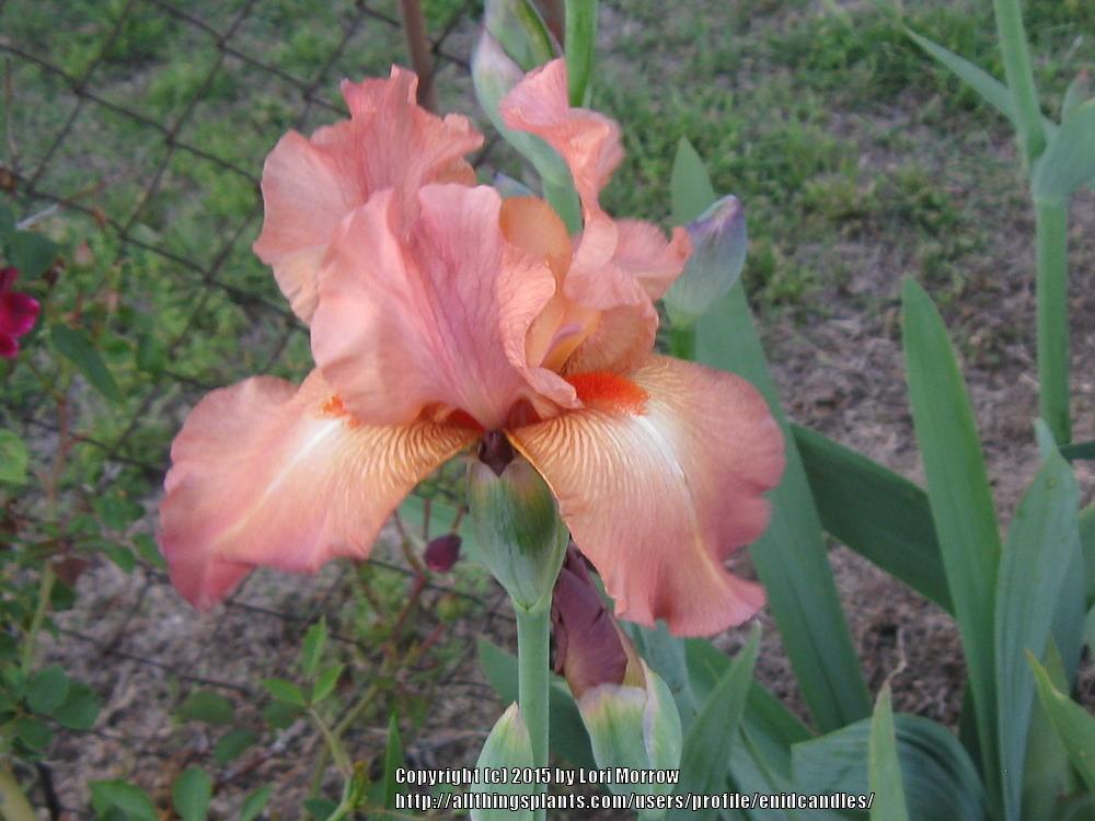 Photo of Tall Bearded Iris (Iris 'Tropical Fruit') uploaded by enidcandles