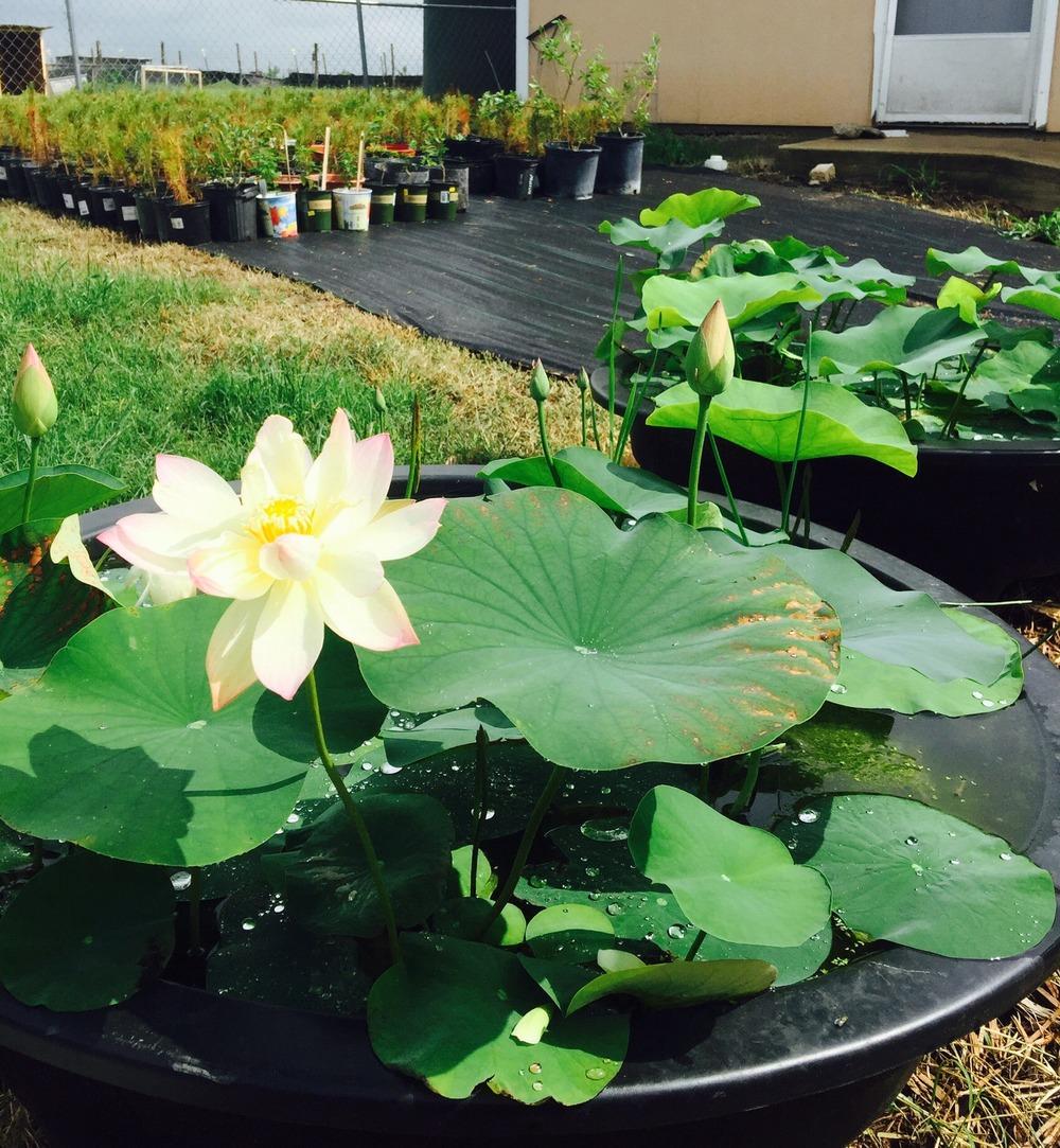 Photo of Lotus (Nelumbo 'Chawan Basu') uploaded by hhong