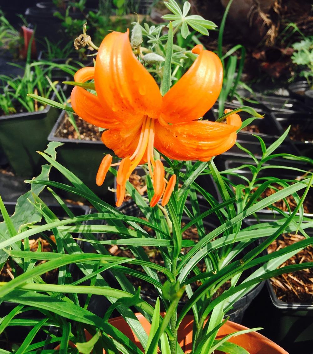 Photo of Lily (Lilium davidii var. davidii) uploaded by hhong