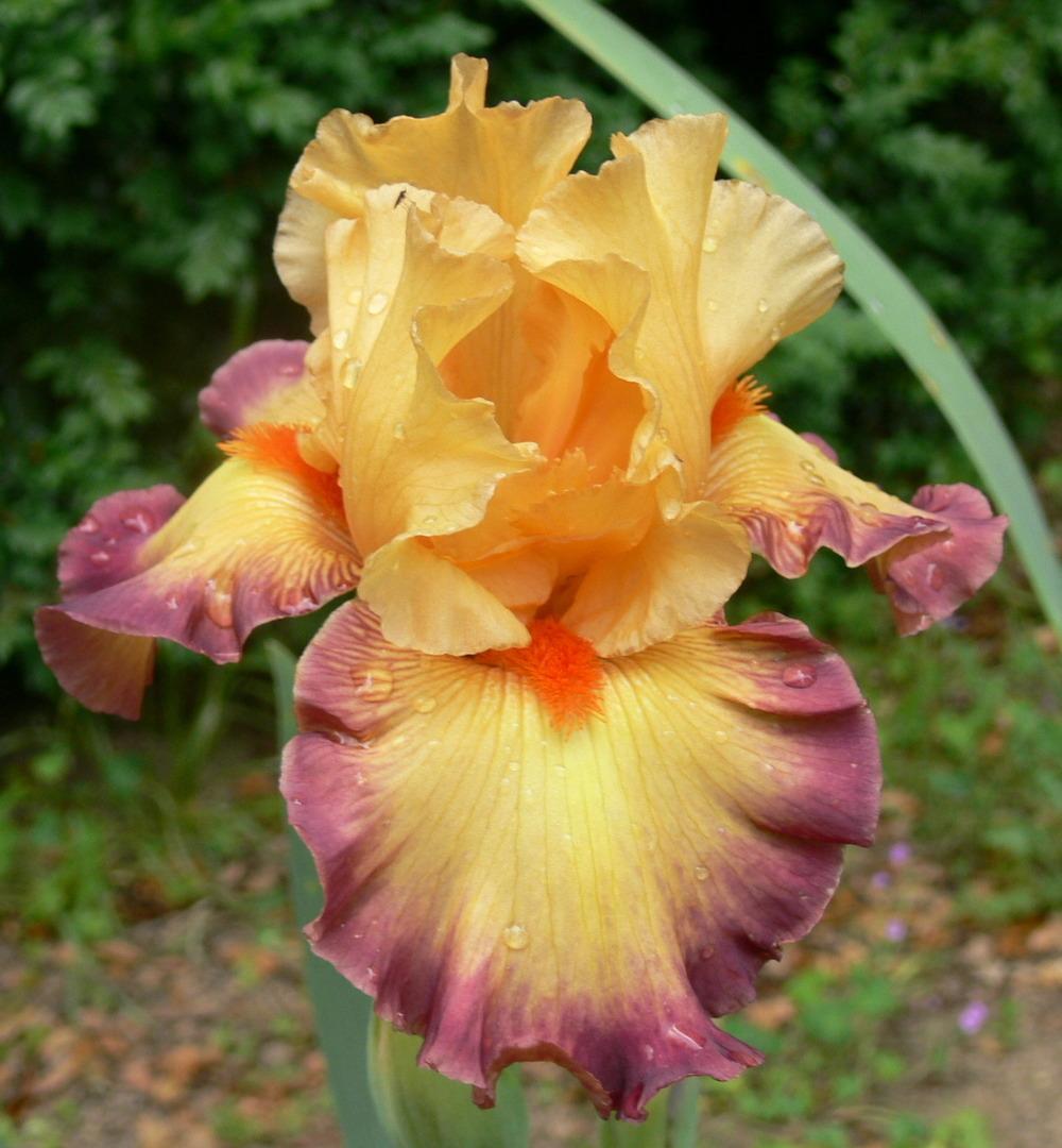 Photo of Tall Bearded Iris (Iris 'Ringtone') uploaded by janwax