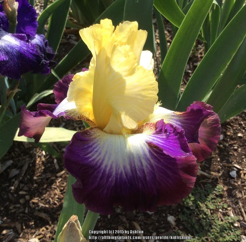 Photo of Tall Bearded Iris (Iris 'Point of No Return') uploaded by kidfishing