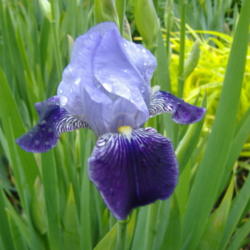 Location: My Garden in Janesville, WI
Date: 2012-05-07