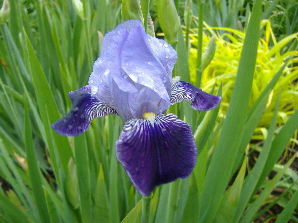 Photo of Tall Bearded Iris (Iris 'Perfection') uploaded by tveguy3