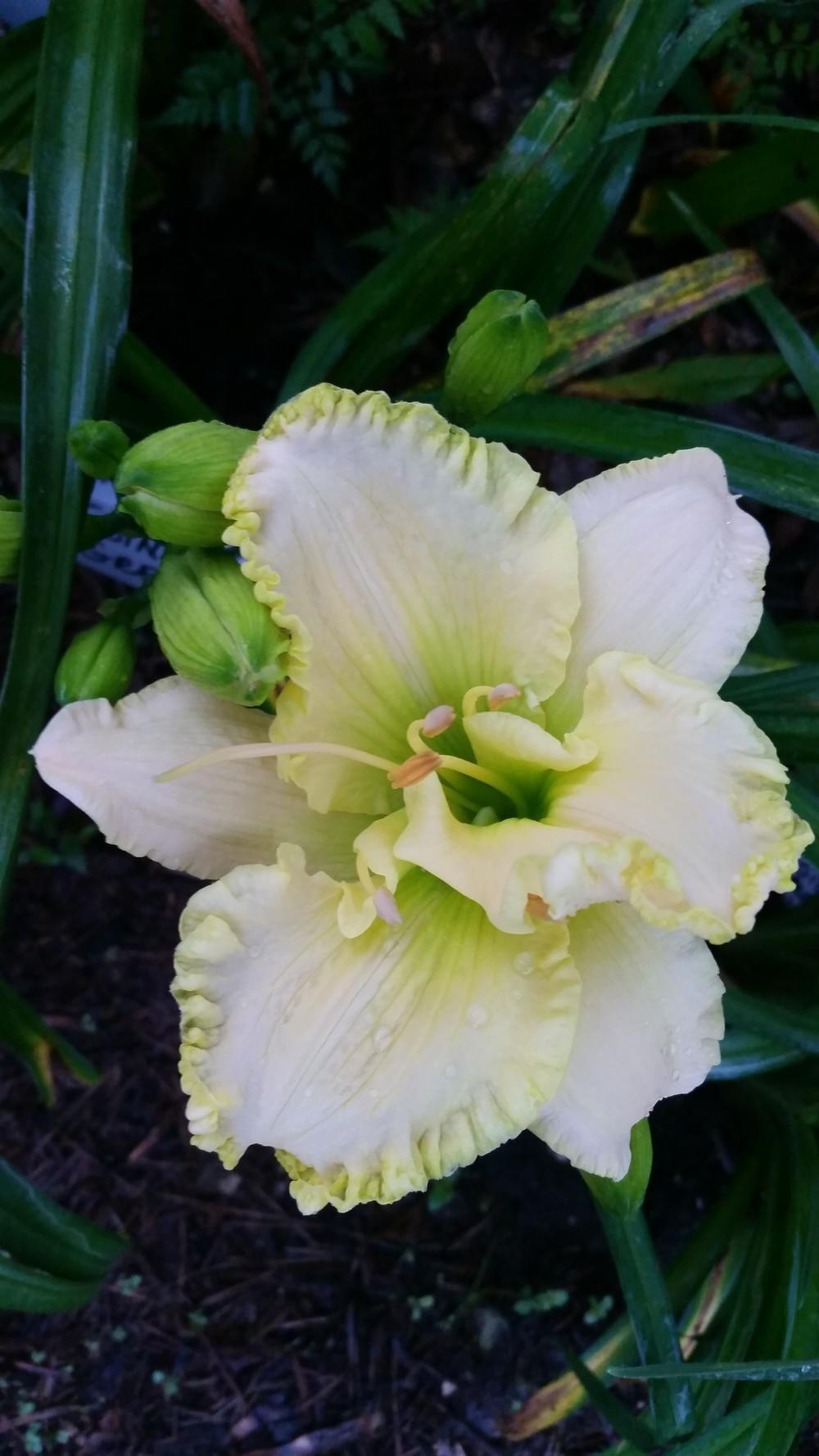Photo of Daylily (Hemerocallis 'Going Green') uploaded by value4dollars