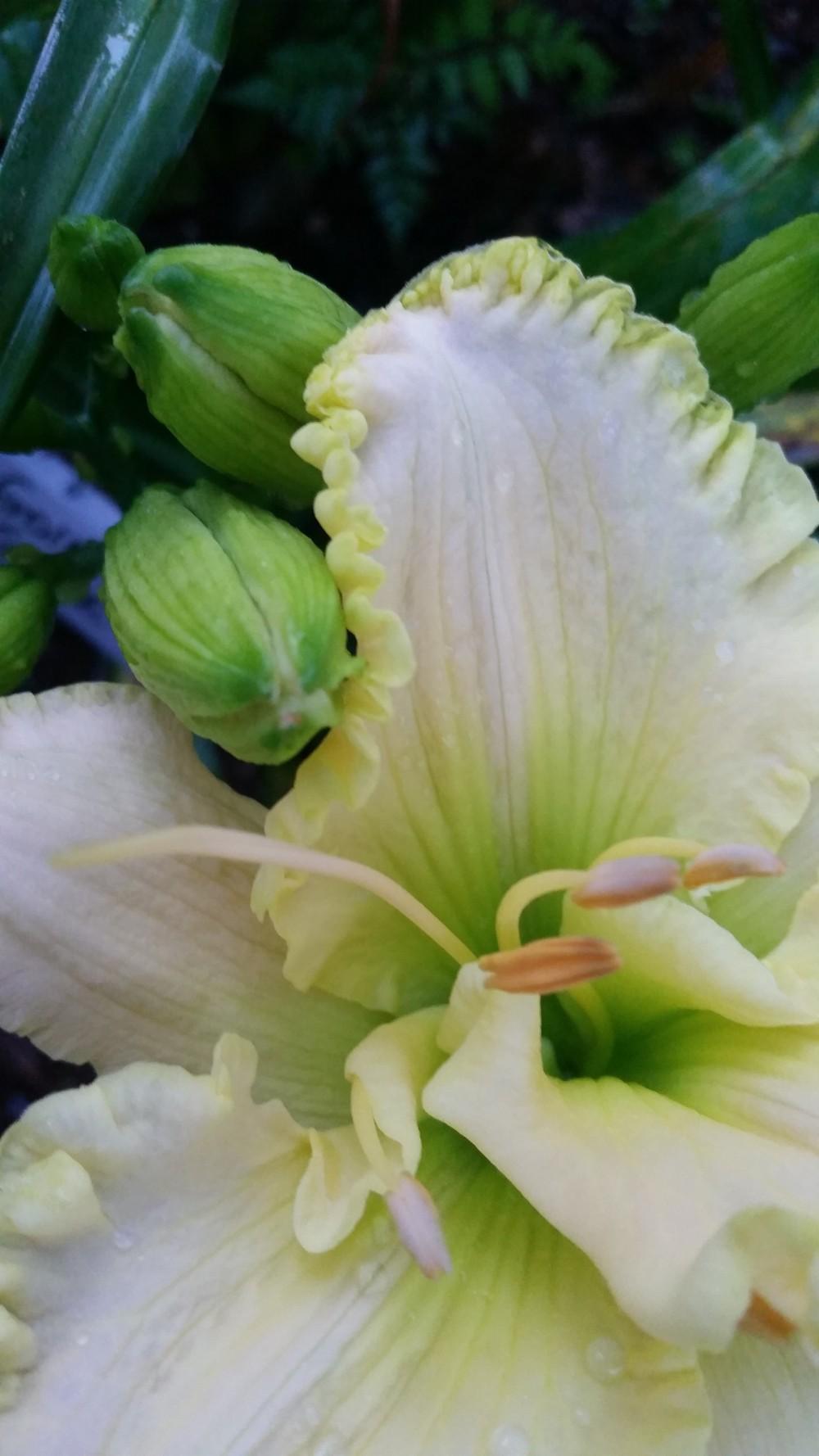 Photo of Daylily (Hemerocallis 'Going Green') uploaded by value4dollars