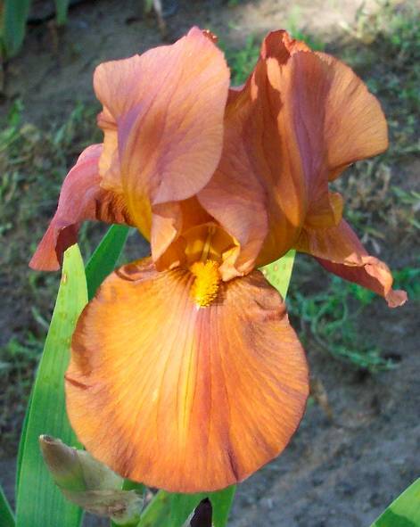 Photo of Tall Bearded Iris (Iris 'Gingerbread Castle') uploaded by Calif_Sue