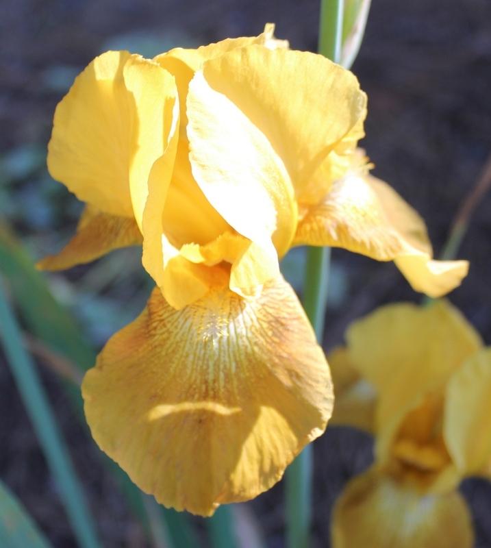 Photo of Tall Bearded Iris (Iris 'Golden Gleam') uploaded by Calif_Sue