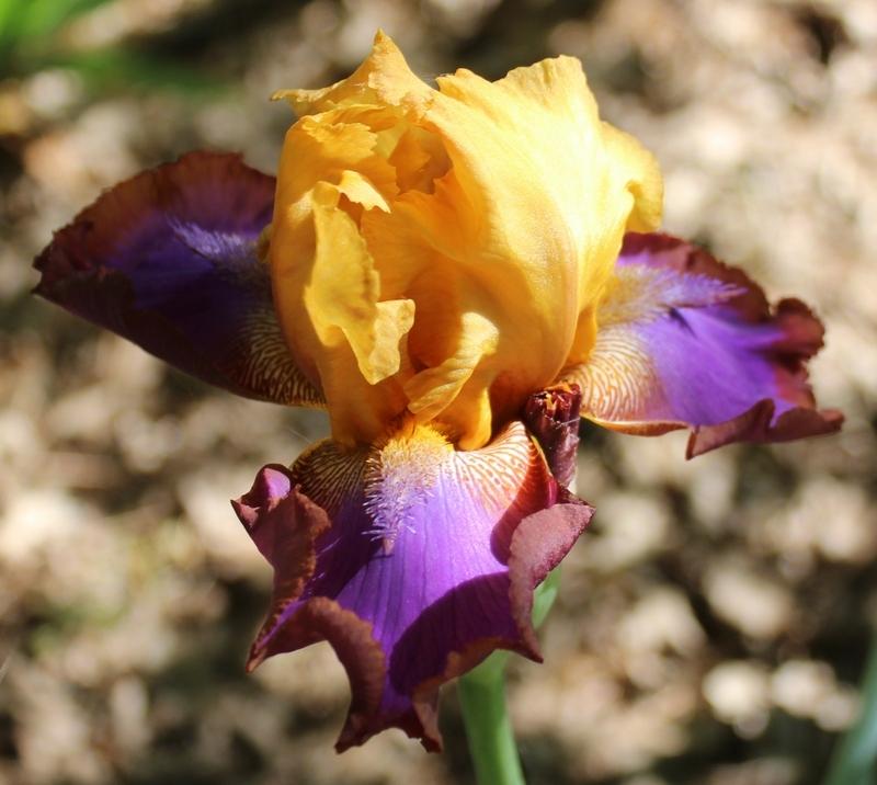 Photo of Tall Bearded Iris (Iris 'Gladys Austin') uploaded by Calif_Sue