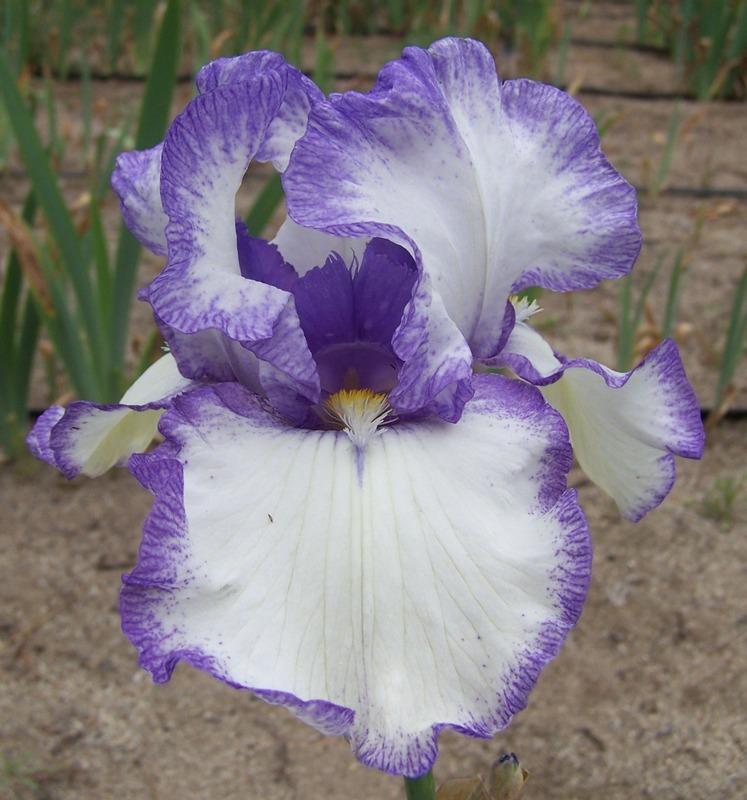 Photo of Tall Bearded Iris (Iris 'Go Around') uploaded by Calif_Sue