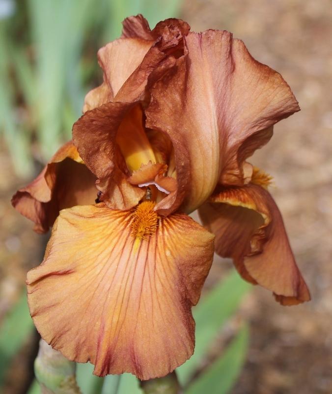 Photo of Tall Bearded Iris (Iris 'Gingersnap') uploaded by Calif_Sue