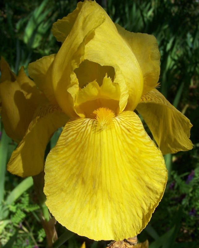 Photo of Tall Bearded Iris (Iris 'Golden Majesty') uploaded by Calif_Sue