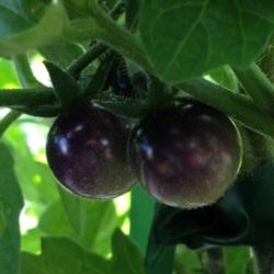 Location: Elk Grove Community Garden plot
Date: 5-15-2015
We are growing this lovely tomato in our community garden plot.  