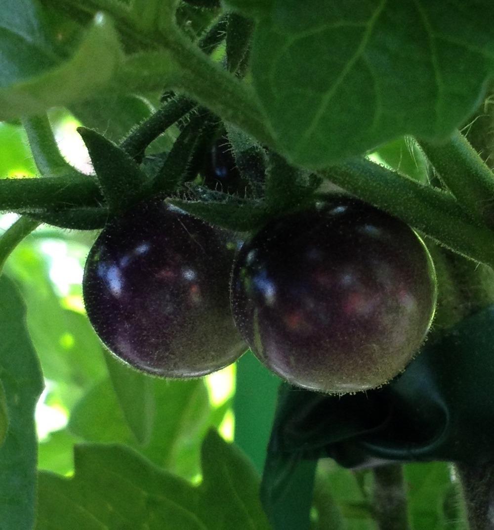 Photo of Tomato (Solanum lycopersicum 'Blue Berries') uploaded by Ecograndma