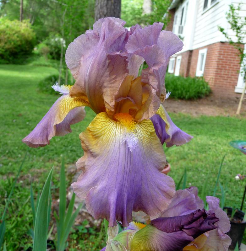 Photo of Tall Bearded Iris (Iris 'Durham Dream') uploaded by Lestv