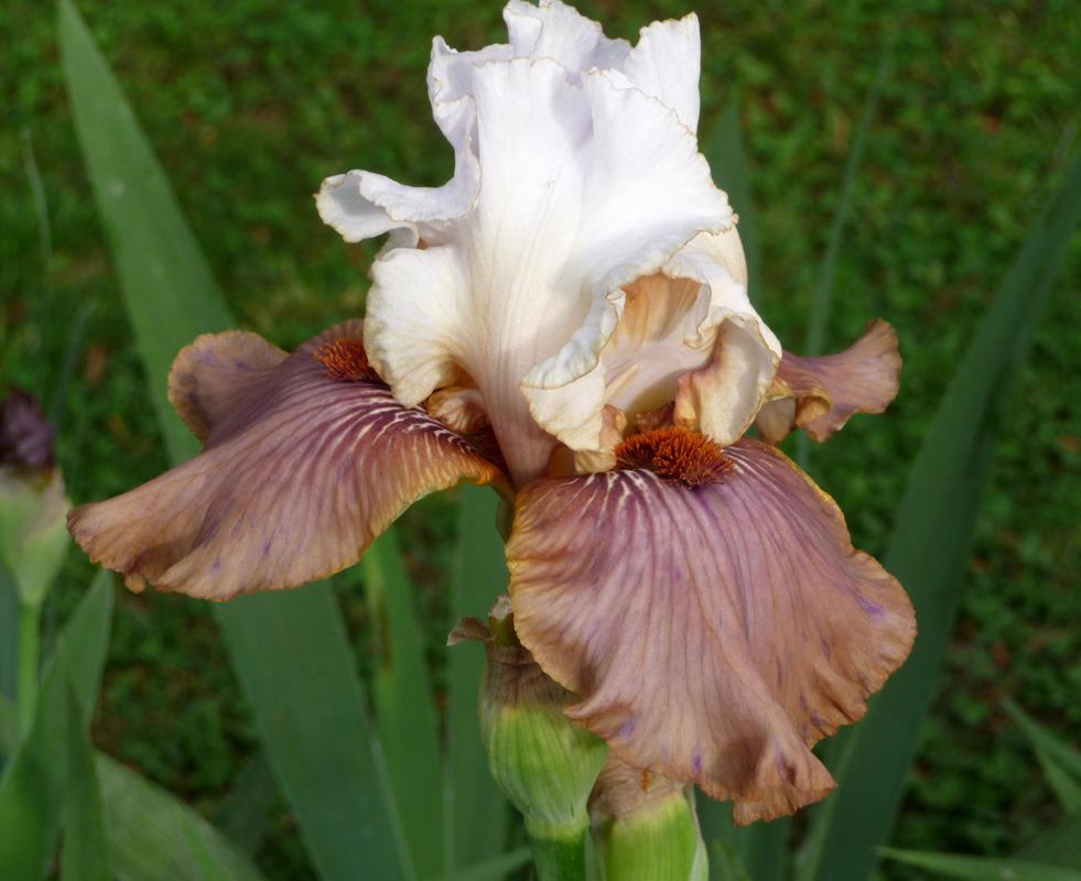 Photo of Tall Bearded Iris (Iris 'Have a Goodun') uploaded by Lestv