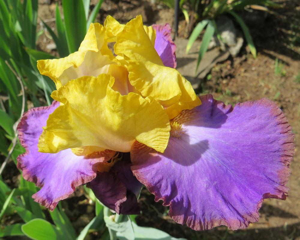 Photo of Tall Bearded Iris (Iris 'Bold Accent') uploaded by Natalie