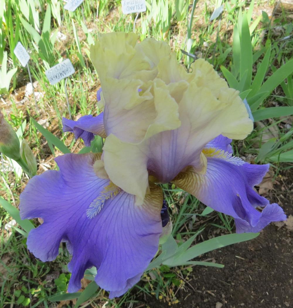 Photo of Tall Bearded Iris (Iris 'In Your Dreams') uploaded by Natalie