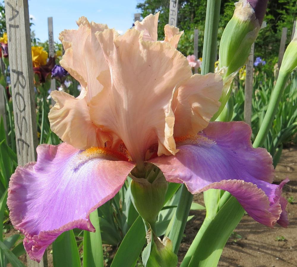 Photo of Tall Bearded Iris (Iris 'Sentimental Rose') uploaded by Natalie
