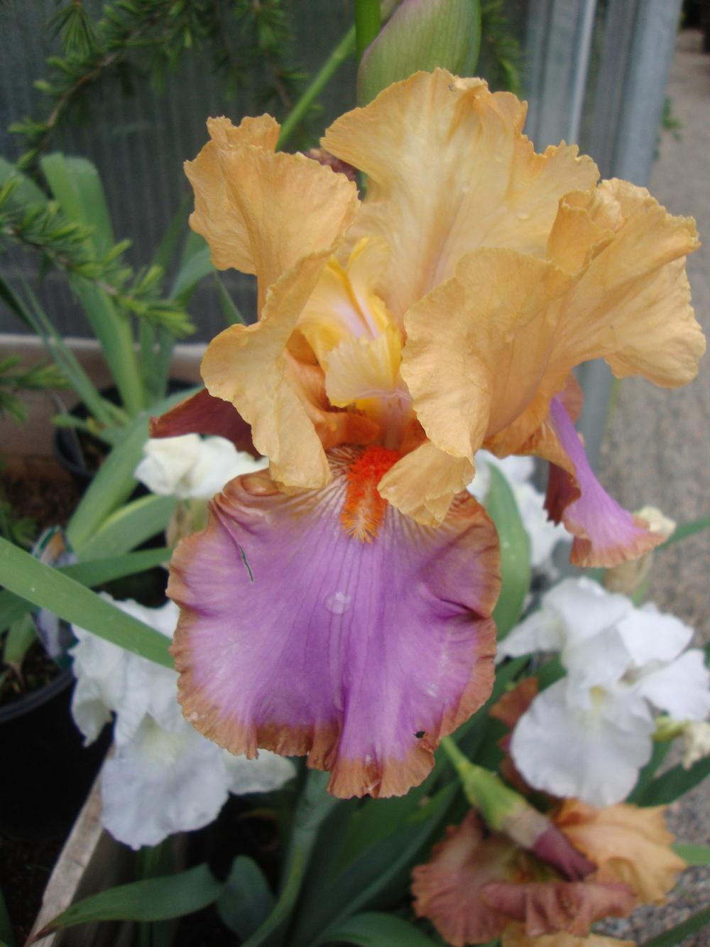 Photo of Tall Bearded Iris (Iris 'Grand Canyon Sunset') uploaded by Paul2032
