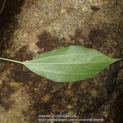 Location: Atlantic Rainforest, Paraty, Brazil
Date: 2015-01-01
Underside of leaf.