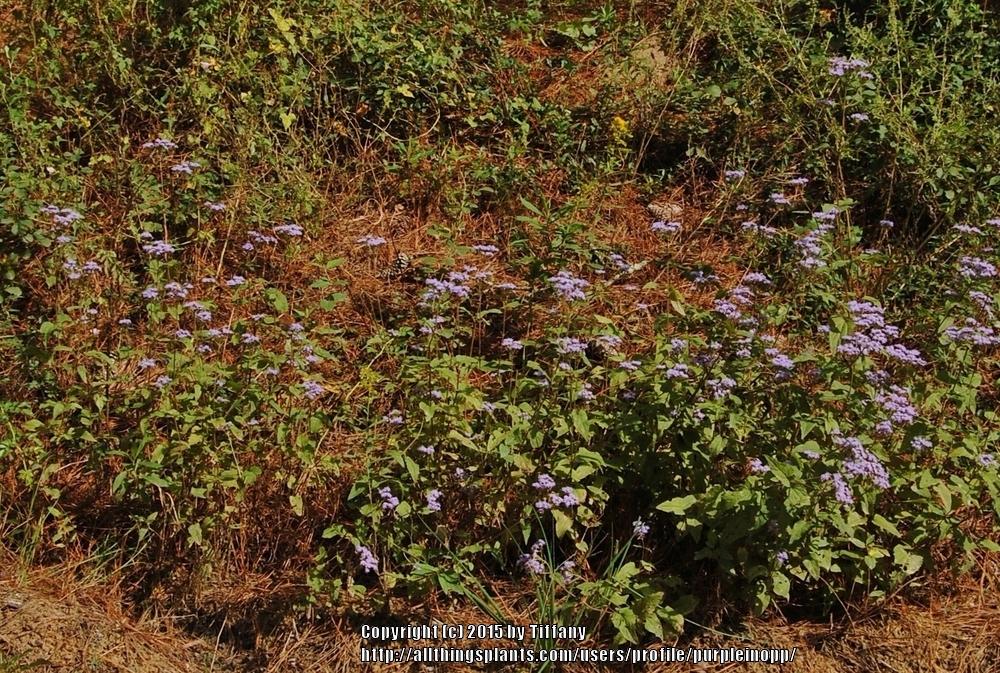Photo of Blue Mistflower (Conoclinium coelestinum) uploaded by purpleinopp