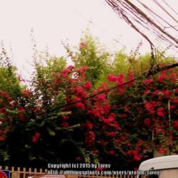 Location: Pasig City - Philippines
Date: 2015-05-15 -Summertime -courtesy of my friend Mary Ann
A huge bougainvillea in the city.