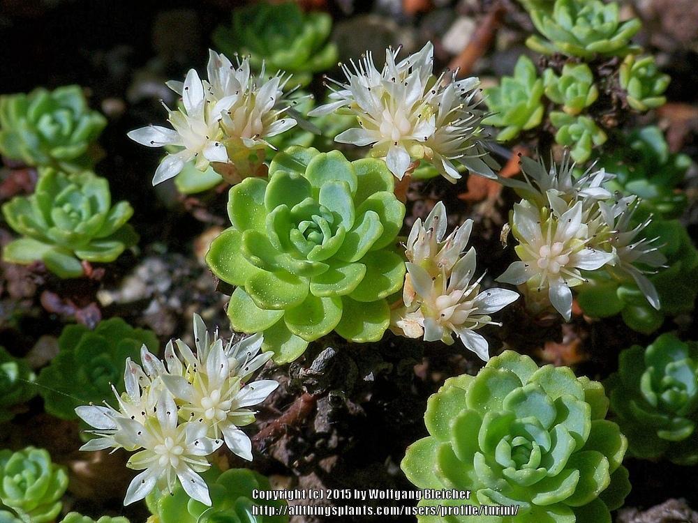 Photo of Afghan Stonecrop (Rhodiola pachyclada) uploaded by turini