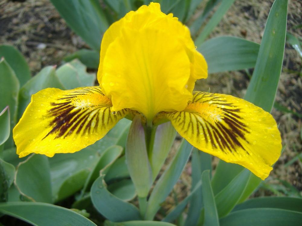 Photo of Standard Dwarf Bearded Iris (Iris 'Eyebright') uploaded by tveguy3
