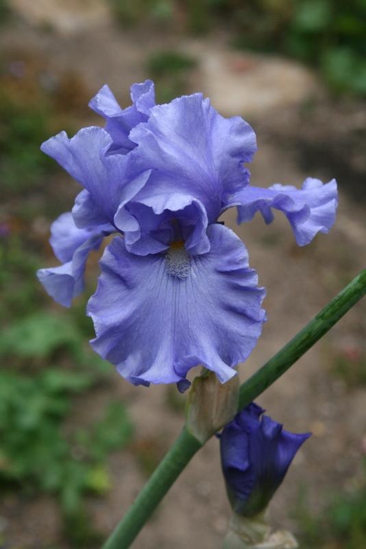 Photo of Tall Bearded Iris (Iris 'Baja Blue') uploaded by Calif_Sue