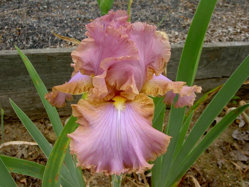 Photo of Tall Bearded Iris (Iris 'Victorian Fancy') uploaded by Muddymitts