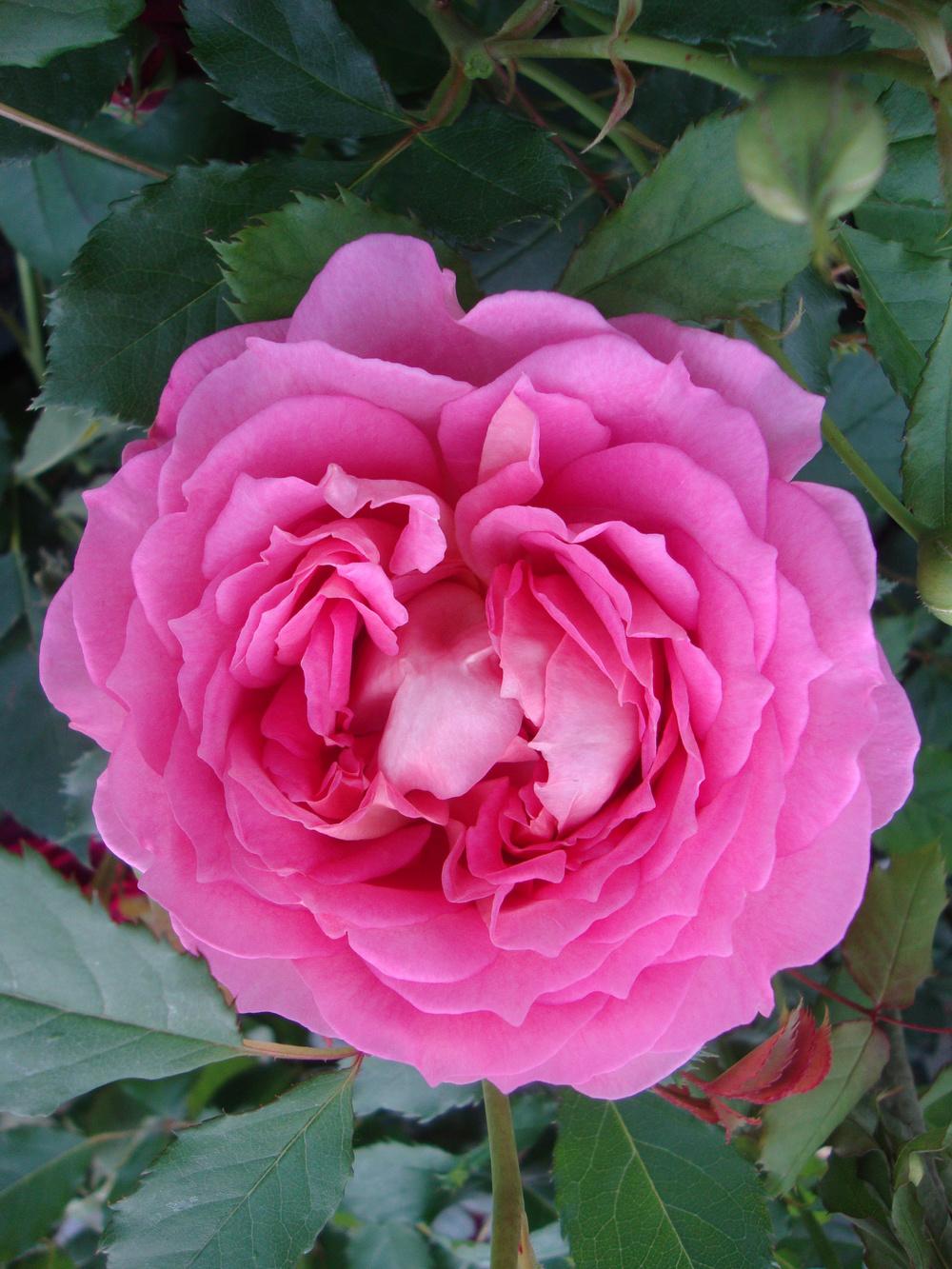 Photo of Rose (Rosa 'Jubilee Celebration') uploaded by Paul2032