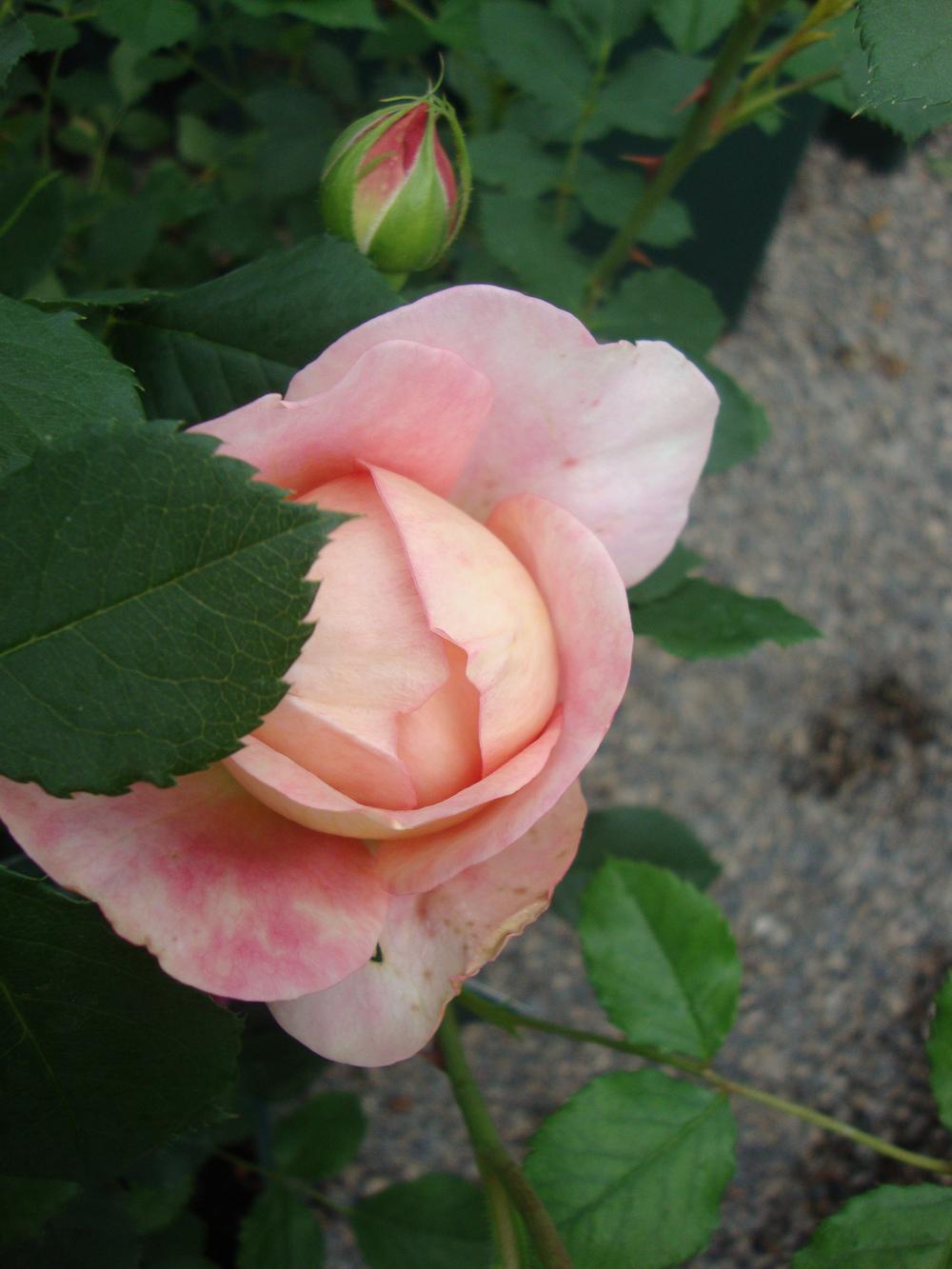 Photo of Rose (Rosa 'Boscobel') uploaded by Paul2032
