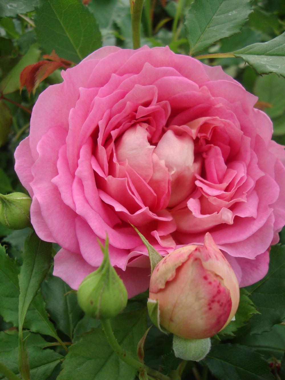 Photo of Rose (Rosa 'Jubilee Celebration') uploaded by Paul2032
