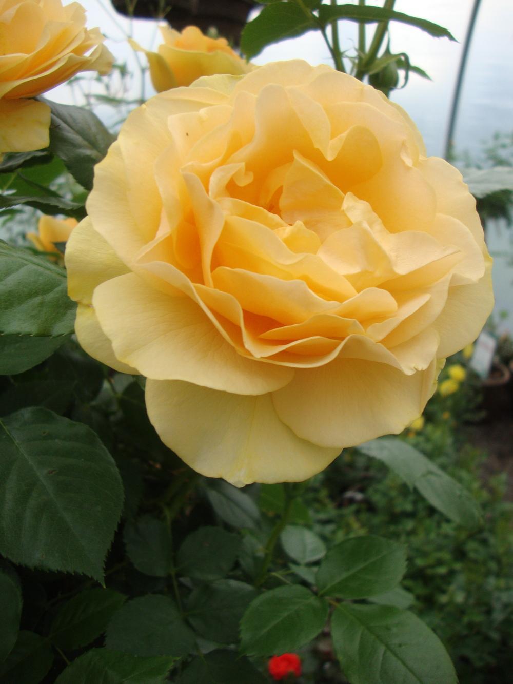Photo of Floribunda Rose (Rosa 'Julia Child') uploaded by Paul2032