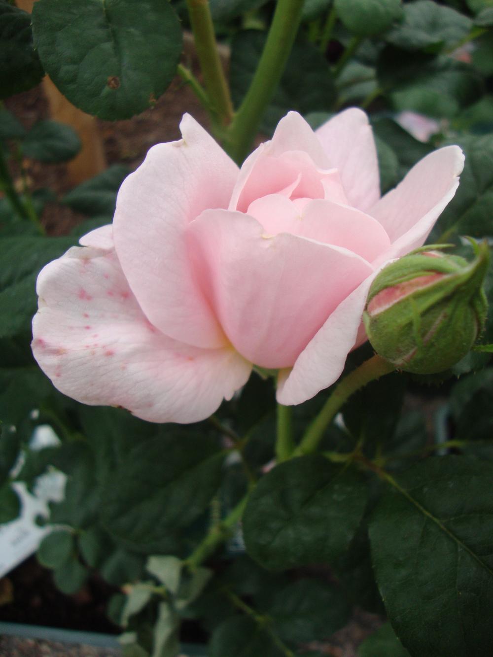 Photo of Rose (Rosa 'Queen of Sweden') uploaded by Paul2032