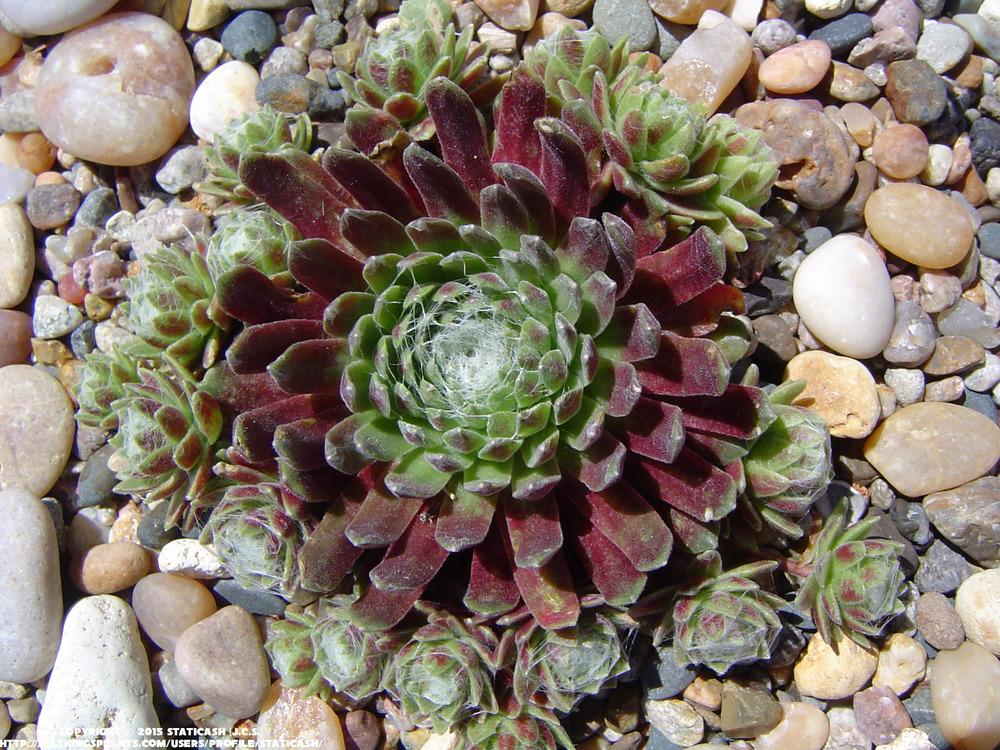 Photo of Hen and Chicks (Sempervivum 'Red Cobweb') uploaded by StaticAsh