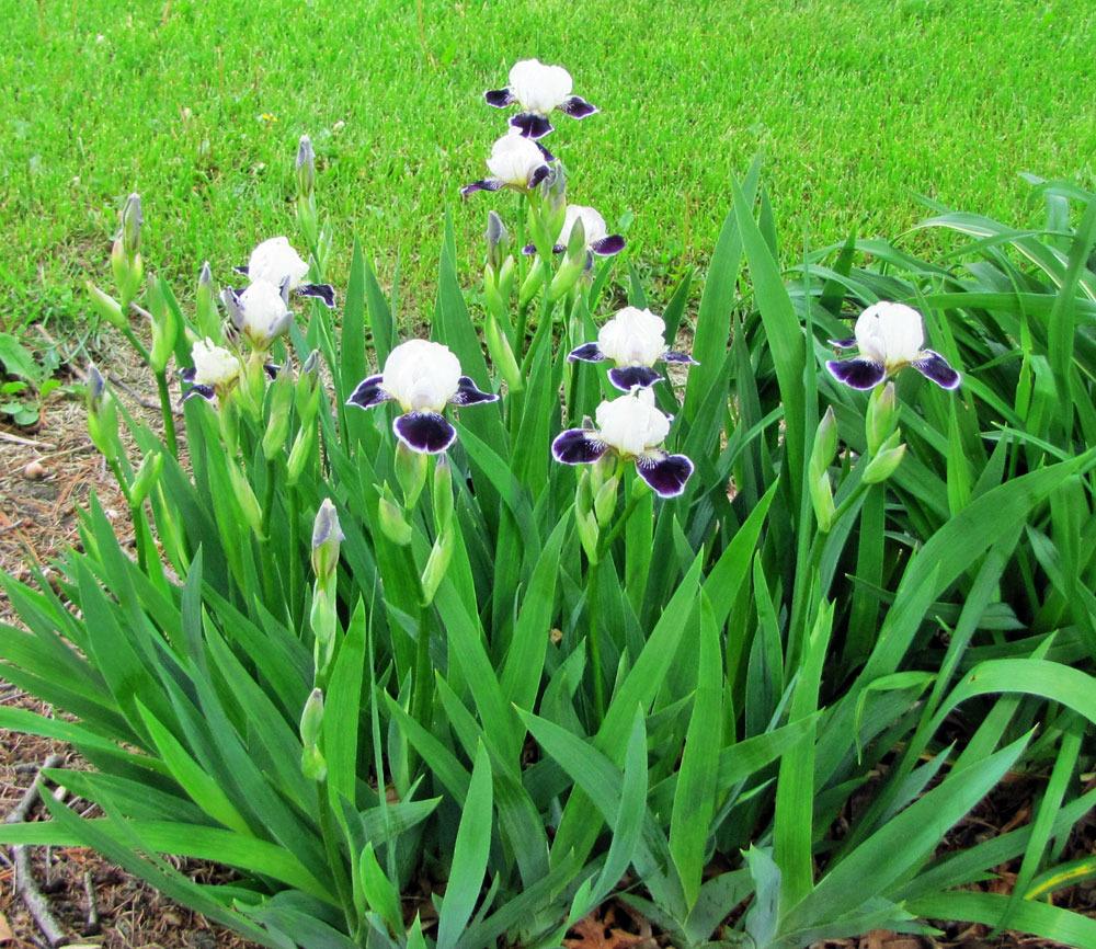 Photo of Miniature Tall Bearded Iris (Iris 'Among Friends') uploaded by TBGDN