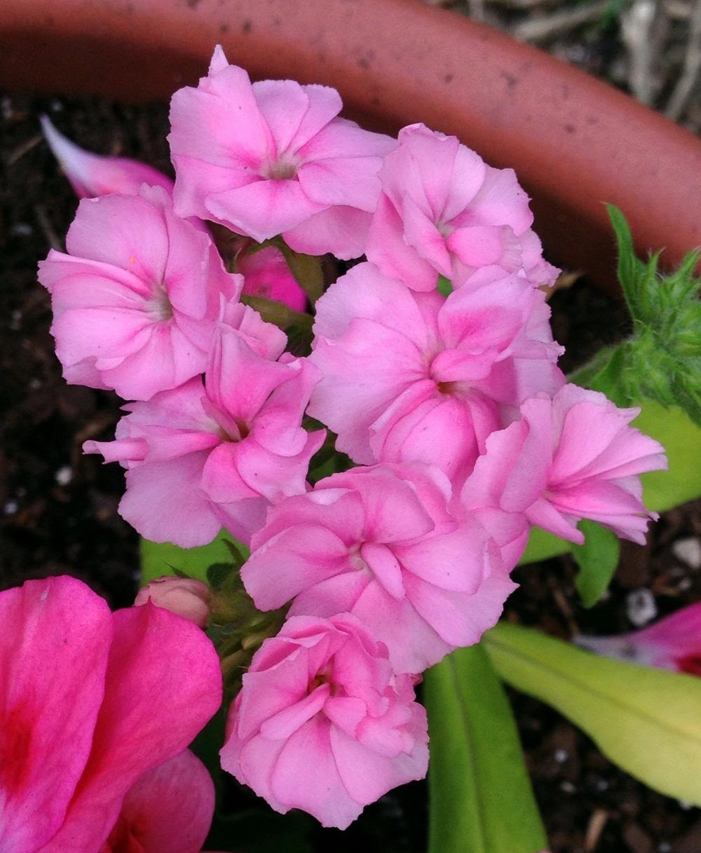 Photo of Annual Phlox (Phlox drummondii 'Promise® Mix') uploaded by bxncbx